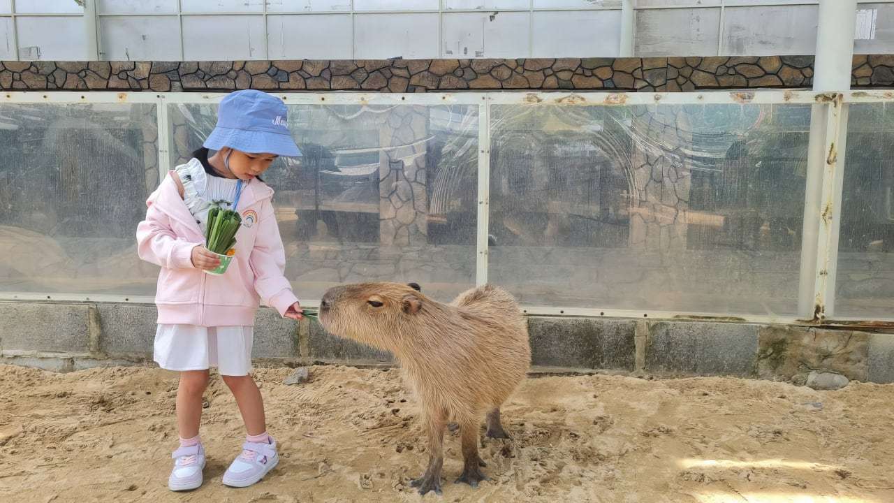 Нячанг онлайн