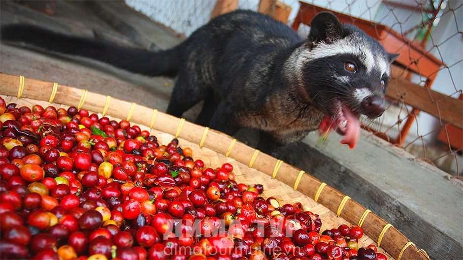 Нячанг онлайн