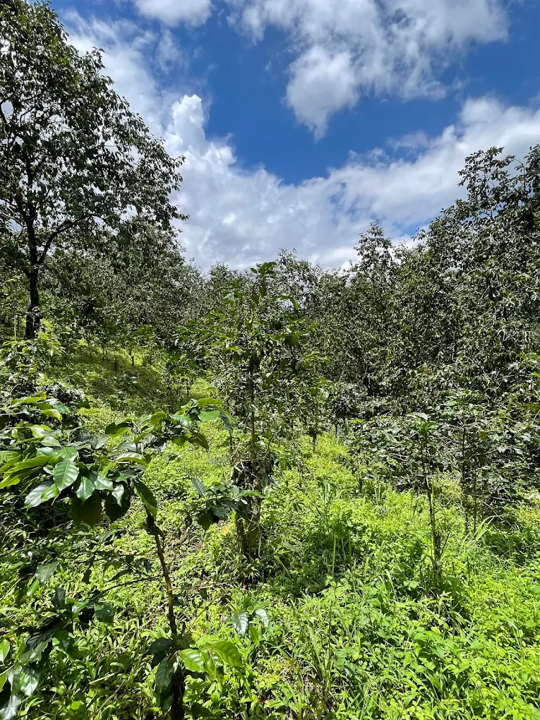 🌱 10:20 — Кофейные плантации Далата