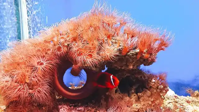Нячанг онлайн